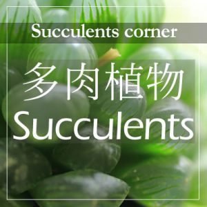 多肉植物